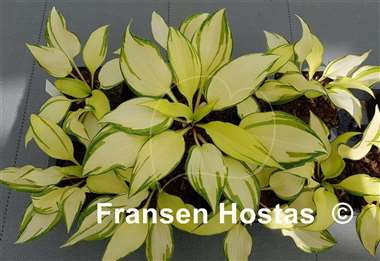 Hosta Holar Cloudy Sky